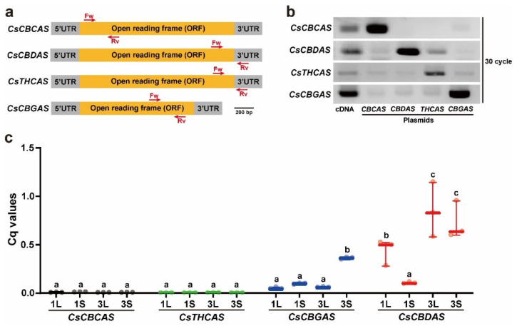 Specificity of primers for cannabinoid biosynthesis genes and RT-qPCR assay results. (a) Diagram of the primer sets designed for RT-qPCR assay of CsCBCAS, CsCBDAS, CsTHCAS, and CsCBGAS. Locations of gene-specific primers used for the RT-qPCR experiment are indicated. (b) Specificity of the designed primer sets for CsCBCAS, CsCBDAS, CsTHCAS, and CsCBGAS. The expected amplicon bands of CsCBCAS, CsCBDAS, CsTHCAS, and CsCBGAS were mainly obtained from cDNA and plasmids containing the corresponding open reading frames (ORFs) or 3′-untranslated regions (UTRs). (c) Transcriptional levels of CsCBCAS, CsCBDAS, CsTHCAS, and CsCBGAS in leaves (L) and vegetative shoots (S) of EA1 and EA3 plants. Different lowercase letters indicate significant difference (p < 0.05) according to Tukey’s test.