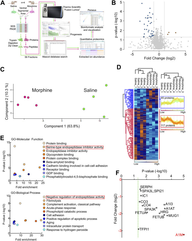 Proteomic analysis of the endogenous cannabinoid system-related proteins in rat VTA. (A) Experimental design for VTA tissue collection. (B) Schematic diagram of the label-free quantitative proteomics experimental approach. VTA tissues acquired from repeated morphine- or saline-treated rats were processed and used for performing proteomic analysis as described in Methods and Materials. (C) A volcano plot of the proteins identified in the VTA tissues treated with sustained morphine or saline. Above the horizontal gray line represents the cut-off for a p value of <0.05 while the two vertical lines represent the cut-off values of 2-fold change in either the positive or negative direction. (D) Unbiased principal component analysis (PCA) of the 162 significantly affected proteins from the 2-way ANOVA analysis of the quantitative proteomics data revealed that the protein expression differences of the individual biological samples within each group were consistent. (E) Unbiased hierarchical clustering of the 162 significantly affected proteins in the sustained morphine vs. saline treatment groups confirmed that the expression patterns across the different individual biological samples cluster together. (F) Scatter plots of the Gene Ontology (GO) enrichment findings for the significantly affected proteins after repeated morphine treatment. (G) Scatter plot of the endopeptidase inhibitors that are significantly affected by repeated morphine treatment. The Fold Change axis is labeled red to represent that treatment with morphine results in a decrease in the endopeptidase inhibitor proteins identified. The vertical dashed green line represents the p cut-off value of <0.05. α-1-macroglobulin is labeled in red to highlight the most significantly affected protein after morphine treatment. n = 4 per group.