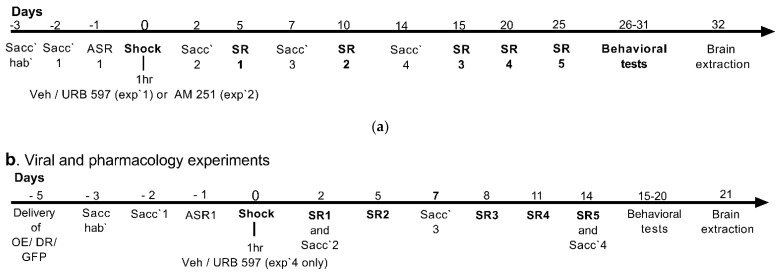 (a) Study design for experiments 1 and 2. Rats were exposed to a severe foot shock (1.5 mA, 10 s) followed by exposure to contextual 1 min situational reminders (SRs). Drugs were administered i.p. 1 h after shock exposure followed by a battery of behavioral tests and brain extraction. (b) Study design for experiments 3 and 4. On day −5, the herpes simplex virus (HSV) vector was injected bilaterally into the nucleus accumbens (NAc) to overexpress (OE) or downregulate (DR) β-catenin. On day 0, rats were exposed to a single severe foot shock (1.5 mA, 10 s) followed by exposure to contextual 1 min situational reminders (SRs). In experiment 4, drugs (Vehicle, URB59751) were administered i.p. 1 h after shock exposure. All rats were exposed to a battery of behavioral tests. For experiment 3, the brains were removed following the tests.