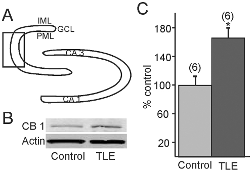 Western blot detection of cannabinoid type 1 receptor (CB1R) expression. A. Diagram of dentate gyrus illustrating the area that was micro-dissected (box) for analysis. B. Western blot showing CB1R expression in pilocarpine-treated mice that survived SE and developed TLE compared to untreated mice. Actin was used as the loading control, which did not change significantly. C. Graph showing cumulative (60%) increase in CB1R expression in mice with TLE versus controls (n = 6; p<0.05). * indicates significance. IML, inner molecular layer; GCL, granule cell layer; PML, polymorphic layer.
