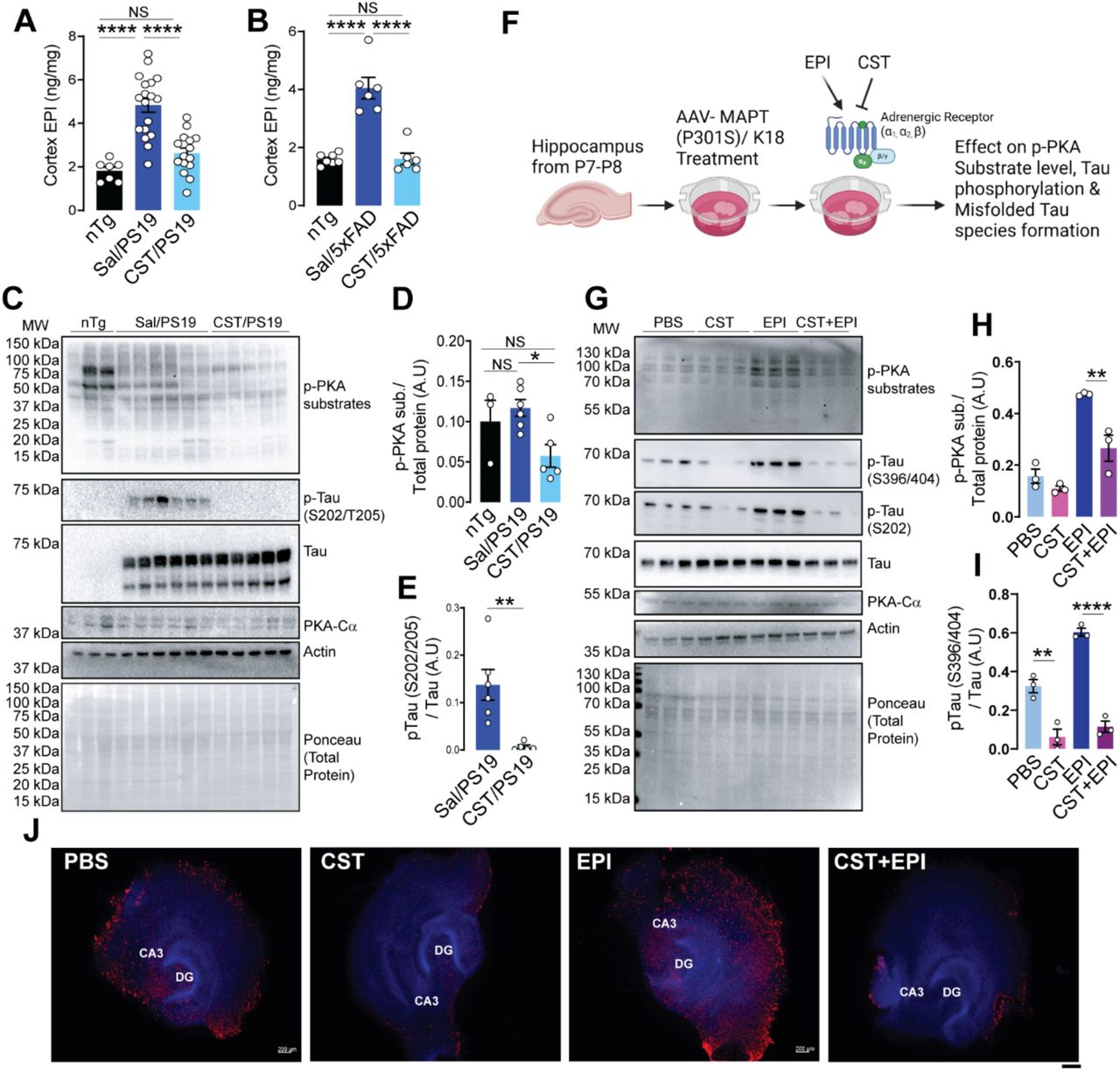 CST inhibits adrenergic/PKA hyperactivation and Tau phosphorylation in PS19 mice and an AAV-MAPT (P301S/K18) model.(A) Cortical epinephrine (EPI) levels are markedly elevated in Sal/PS19 compared with nTg controls, and CST treatment significantly lowers EPI concentrations (nTg: n=7, Sal/PS19: n=18, CST/PS19: n=15). (B) Cortical EPI levels are markedly elevated in Sal/5xFAD compared with nTg controls, and CST treatment significantly lowers EPI concentrations (nTg: n=7, Sal/5xFAD: n=6, CST/5xFAD: n=6). (C–E) CST suppresses pathological PKA signaling in the PS19 hippocampus. (C) Immunoblots show increased phospho-PKA substrates and elevated p-Tau (S202/T205) in Sal/PS19 mice; CST treatment reduces both, while total Tau and PKA-Cα remain unchanged. (D&E) Quantification confirms CST-mediated reduction of PKA activity and Tau phosphorylation (nTg: n=3, Sal/PS19: n=6, CST/PS19: n=5). (F) Schematic illustrating CST blockade ADR–driven PKA activation. In AAV-MAPT (P301S/K18)–transduced hippocampal slices, EPI strongly activates PKA signaling and enhances Tau phosphorylation, whereas CST antagonizes adrenergic/PKA hyperactivation and prevents formation of misfolded Tau species. (G–I) CST counteracts EPI-induced PKA activation and Tau pathology. (G) Immunoblot analysis shows that EPI markedly increases phospho-PKA substrates and p-Tau species (S202, S396/404), CST alone has minimal effect on PKA activity. Still, CST prevents EPI-induced PKA hyperactivation (PBS: n=3, CST: n=3, EPI: n=3, CST+EPI: n=3). (H&I) Quantification demonstrates CST’s ability to blunt adrenergic/PKA overactivation and its downstream Tau phosphorylation signatures. (J) Immunofluorescence staining (CA3, DG) reveals substantial accumulation of misfolded Tau in EPI-treated slices, which is significantly reduced by CST and nearly abolished by CST+EPI (PBS: n=3, CST: n=3, EPI: n=3, CST+EPI: n=3). Scale bar = 200µM. A.U.: Arbitrary Unit. Data shown as mean ± SEM; significance indicated as *p < 0.05, **p < 0.01, ***p < 0.001, ****p < 0.0001; NS, not significant.
