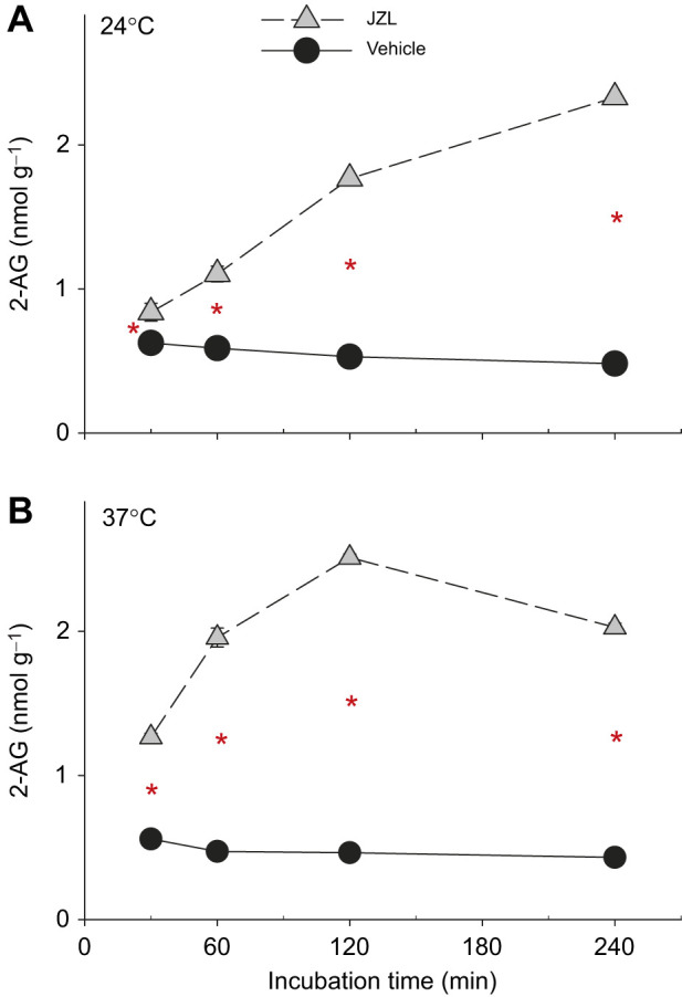 JZL184 increases 2-AG levels in brain tissue of red-sided garter snake, in vitro. (A,B) Changes in 2-AG measured over time in replicates (n=3 at each point) of pooled brain sample treated with JZL184 (a monoacylglycerol lipase inhibitor; 5 μmol l−1) or vehicle control and incubated at 24°C or 37°C, respectively. Asterisks indicate significant differences between treatment groups within each time point (*P≤0.004, from a two-way repeated measures ANOVA and Student–Newman–Keuls pairwise multiple comparisons test). Points represent means±1 s.e.m. (error bars hidden by symbols).