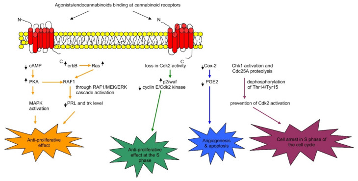 Schematic representation of examples of different pathways associated with anti-proliferative effects induced by cannabinoid receptor activation in breast cancer. Reprinted from Ref. [253] with permission from Elsevier. License Number: 5066110731347. Abbreviation: PKA (protein kinase A); cAMP (Cyclic adenosine monophosphate); MAPK (mitogen-activated protein kinase); Ras (rats sarcoma protein); Raf1 (proto-oncogene serine/threonine protein kinase); MEK (Mitogen-activated protein kinase); ERK (extracellular signal regulated kinase); PGE2 (prostaglandine E-2); TrK (tropomyosin receptor kinase); PRL (prolactin) COX-2 (cyclooxygenase-2); Cdk (cyclin-dependant kinase); Chk 1 (cell cycle checkpoint).