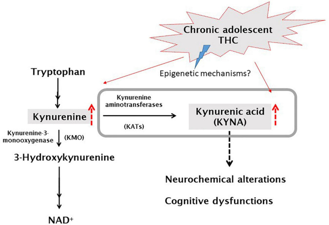 Simplified graphic representation of the kynurenine pathway and the current working hypothesis. Grey box represents what has been analyzed in this study. Hypothesized mechanism: ascending doses of delta 9-tetrahydrocannabinol (THC) administered twice a day (for details see section “Materials and methods”), to adolescent rats (PD35-45), would induce, possibly by epigenetic mechanisms, an increase of KYNA levels which, in turn, leads to neurochemical and cognitive dysfunctions [(22), for review].
