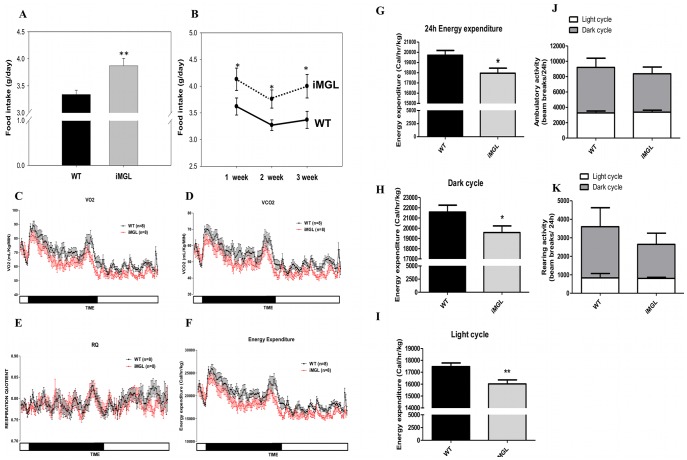 Altered energy intake and expenditure in iMGL mice.(A) Average daily food intake per mouse over the 3 week high fat feeding trial (WT; n = 15, iMGL; n = 20). (B) Time course of average daily food intake per mouse for each week (WT; n = 15, iMGL; n = 15). (C) Time course of oxygen consumption during 24 hr. Values are expressed as ml/kg/min (WT; n = 8, iMGL; n = 8). Note that two-way ANOVA analysis showed a significant difference in genotype (p<0.05 versus WT). (D) Time course of CO2 production during 24 hr. Values are expressed as ml/kg/min (WT; n = 8, iMGL; n = 8). Two-way ANOVA showed a significant difference in genotype (p<0.05 versus WT). (E) Time course of respiratory quotient (RQ) values (WT; n = 8, iMGL; n = 8). (F) Time course of energy expenditure during 24 hr. Values were expressed as calorie/hour/kg body weight (WT; n = 8, iMGL; n = 8). Two-way ANOVA showed a significant difference in genotype (p<0.05 versus WT). On the X axis, the black bar represents the dark period and the white bar is the light period. (G) Average energy expenditure over 24 h. (H) Average energy expenditure in the dark period. (I) Average energy expenditure in the light period. All indirect calorimetry measurements were collected every minute for 24 hr. (J) Ambulatory activity and (K) Rearing activity in iMGL mice (WT; n = 6, iMGL; n = 6). Gray bars represent activities from dark cycle and white bars for light cycle. Data represent mean ± S.E. *p≤0.05, ** p<0.01 versus wild type littermates.