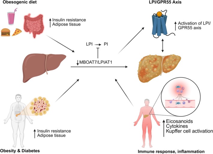 MBOAT7/LPIAT1 deficiency and pathogenic LPI/GPR55 signalling drive MAFLD and MASH by disrupting PI remodelling and promoting hepatic inflammation and steatosis. GPR55, G‐protein coupled receptor 55; LPI, L‐α‐lysophosphatidylinositol; LPIAT1, lysophosphatidylinositol acyltransferase 1; MAFLD, metabolic‐associated fatty liver disease; MASH, metabolic dysfunction‐associated steatohepatitis; MBOAT7, membrane‐bound O‐acyltransferase domain‐containing 7; PI, phosphatidylinositols. Created with BioRender.com.