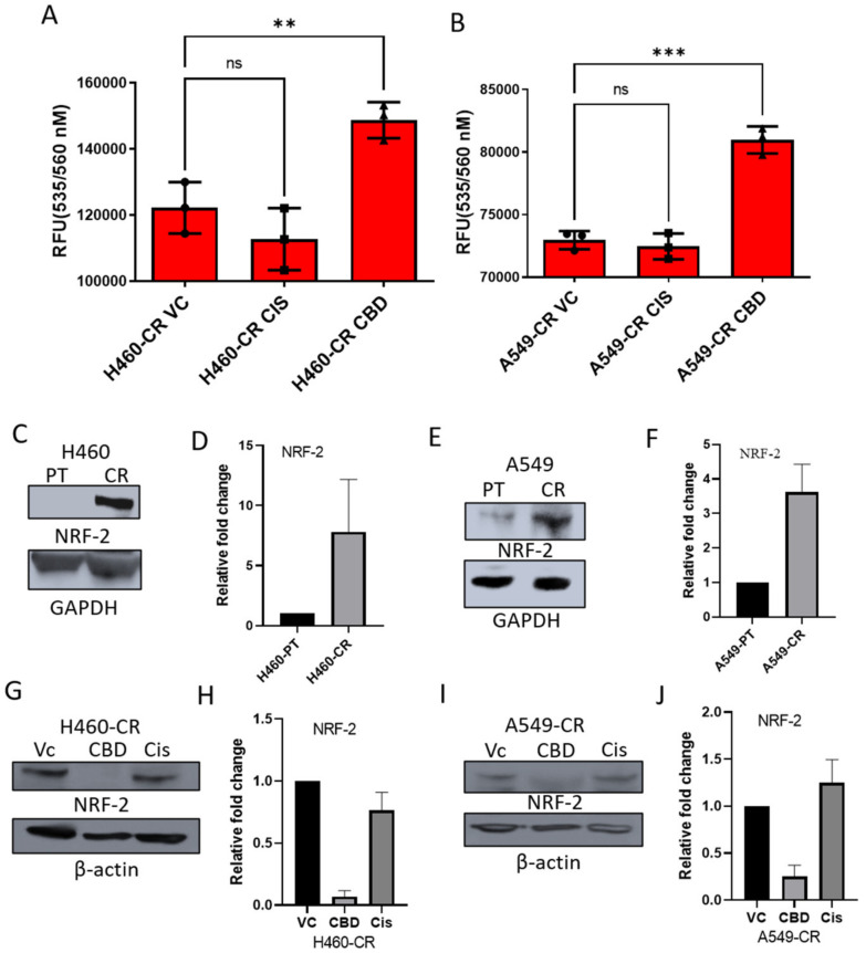 CBD induces Reactive Oxygen Species (ROS) and suppresses NRF-2 in CR NSCLC (A) CR-H460 or (B) CR-A549 cells were treated with VC, cisplatin, or CBD and analyzed for ROS production after 1 h. (C) Cell lysates were collected from H460-PT/CR and (E) A549-PT/CR cells and NRF-2 protein examined at baseline by Western blot analysis. (D,F) densitometric ratio represented in fold change, respectively. Similarly, NRF-2 expression was assessed in response to treatment with VC, CBD, or cisplatin in (G) H460-CR and (I) A549-CR cells. GAPDH was used as a loading control. (H,J) represents densitometric ratio in fold change, respectively. Data are represented as Mean ± S.D (** p < 0.001, *** p < 0.001, ns as non-significant using one-way ANOVA).