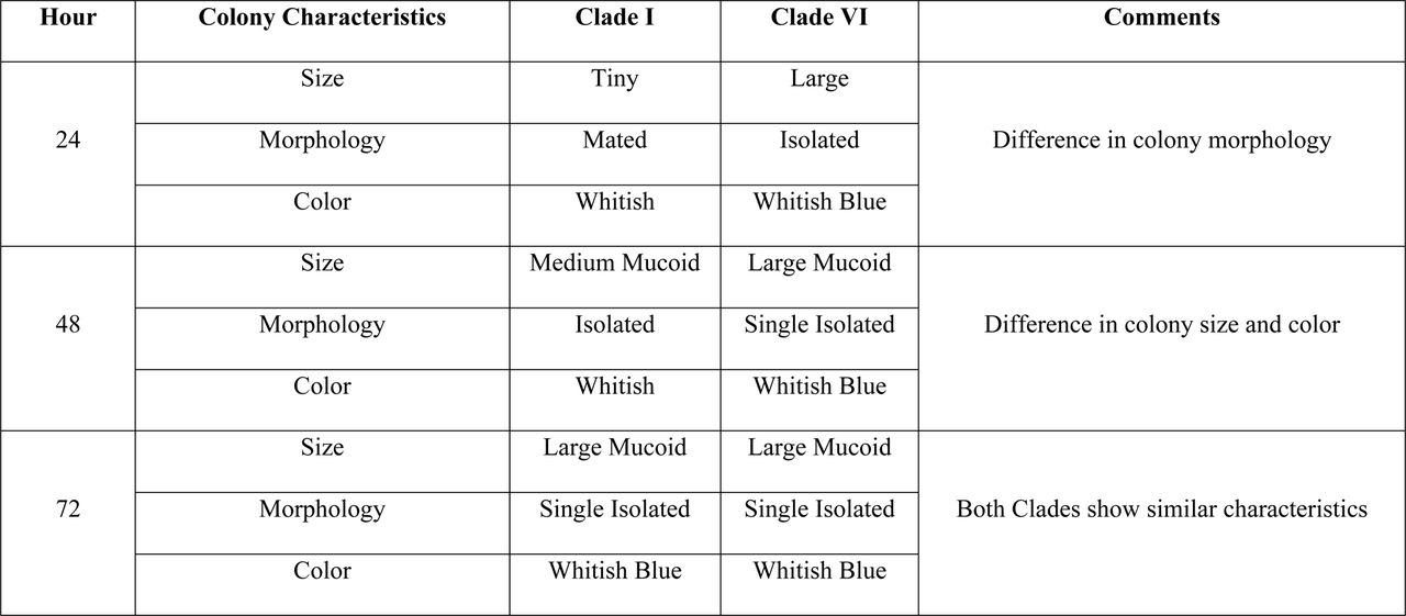 Phenotypic differences observed between BD Clade I and Clade VI isolates of Candida auris at different timelines (A) 24 hours (B) 48 hours and (C) 72 hours.