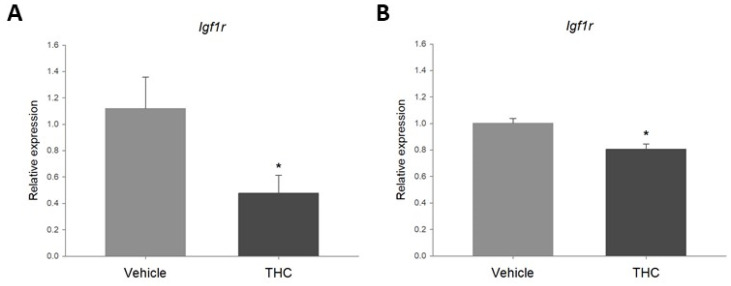 (A). Relative expression of Igf1r in rat ovary explants exposed to 3 μM THC for 48 h. (B). Relative expression of Igf1r in spontaneously immortalized rat granulosa cells exposed to 3 μM THC for 48 h (mean + SEM; N = 5, * p < 0.05).