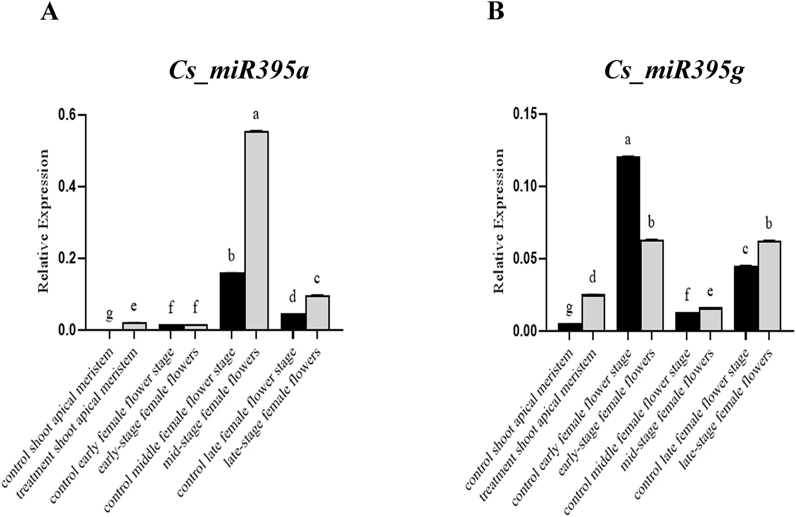 Panel A shows the relative expression levels of Cs_miR395a in control and 6-BA-treated industrial hemp at the shoot apical meristem and the early, middle, and late stages of female flower development. Cs_miR395a reaches its highest expression in 6-BA-treated middle-stage female flowers. Panel B shows the relative expression levels of Cs_miR395g, which reaches its highest expression in control early-stage female flowers. Black bars represent control samples, and gray bars represent treated samples. Error bars and lowercase letters above the bars indicate variability and statistically significant differences among groups.