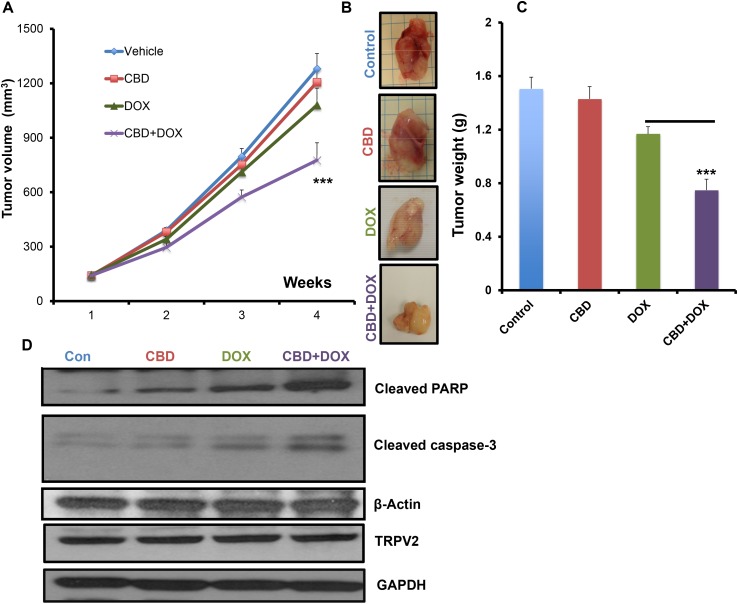 CBD improved the anti-tumor chemotherapeutic efficacy in vivoNude mice were orthotopically injected into 4th mammary gland with SUM159 cells and subjected to the indicated treatments for 4 weeks and the tumor volume A. has been measured every week and the weight B. of the dissected tumors has been determined for each group. C. Representative images of dissected tumors from the indicated experimental groups. D. Tumor lysates from the experimental groups were used for western blot analysis and immunoblotted against the indicated proteins.