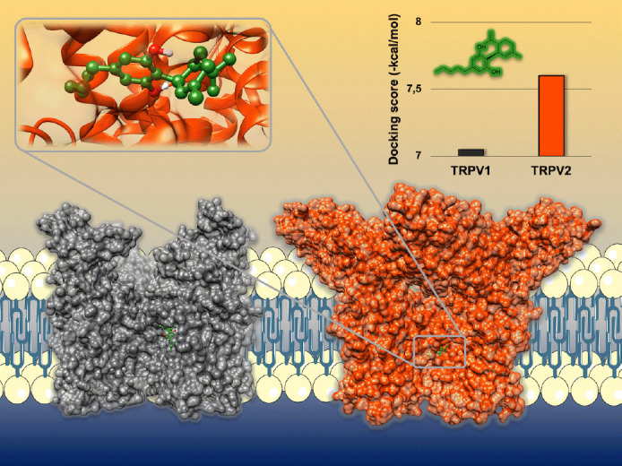 Representation of the interaction motif of CBD with transient potential receptor V1 (TRPV1, grey) and transient potential receptor V2 (TRPV2, orange) based on the models obtained by molecular docking.The chemical structure of cannabidiol (CBD) is depicted in green. Computational studies predicted a more promising calculated binding energy towards TRPV2 rather than TRPV1 for CBD, suggesting that the compound may preferentially interact with the first. The artwork was prepared using resources from Servier Medical Art (smart.servier.com) and UCSF Chimera (Pettersen et al., 2004).
