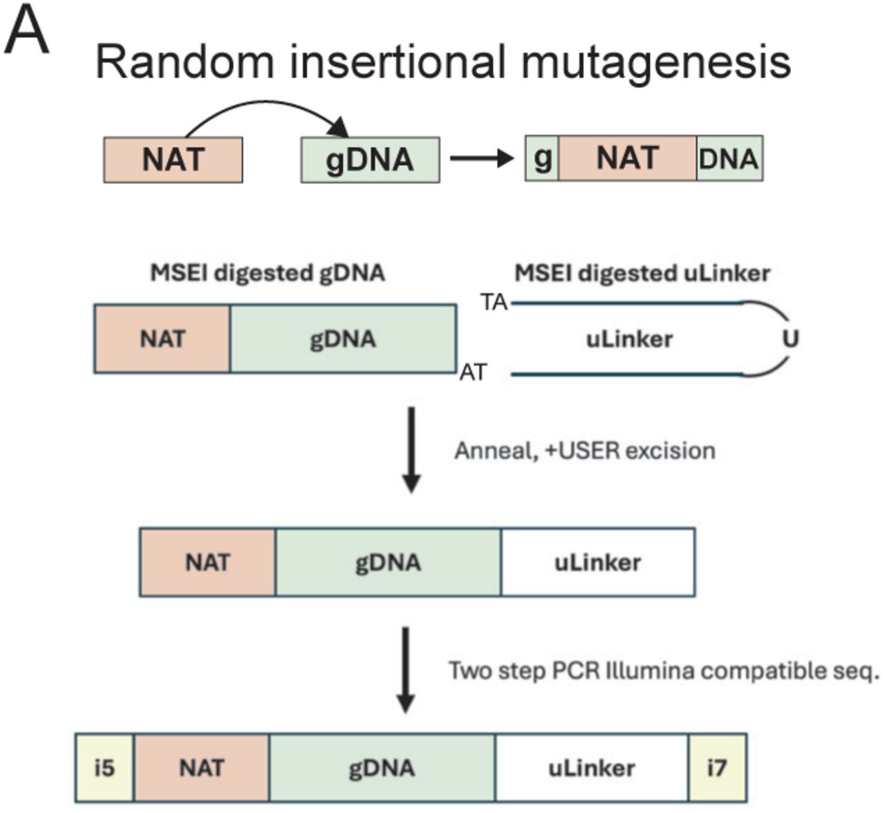 Design for unguided integration mutagenesis using a NAT selection marker. The NAT resistance cassette was transformed into competent C. auris cells via electroporation. Genomic DNA was harvested, digested with a MseI restriction enzyme, and ligated to a U-linker to make linear hybrid junction fragments. These fragments were then amplified through two steps of PCR to produce Illumina-compatible sequencing libraries.