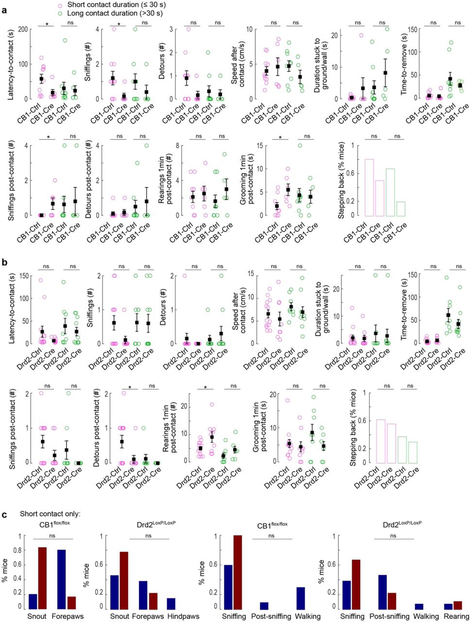 Behavioral characterization at familizarization of eCB-LTP conditional knock-out mice for presynaptic CB1R or D2Ra,b, Comparison of behavioral parameters at familiarization for CB1Rflox/flox mice (a) or Drd2LoxP/LoxP (b), clustered according to their contact duration. Statistical differences were observed between Cre and Ctrl mice with short contact duration with the sticky tape for a subset of parameters (two-sample independent t-tests). In CB1Rflox/flox mice: latency-to-contact (p=0.027); number of sniffings (p=0.049); number of sniffings post-contact (p=0.019); time spent grooming post-contact (p=0.034). In Drd2LoxP/LoxP mice: number of detours post-contact (p=0.046), number of rearings post-contact (p=0.033). c, Comparison of the body part in contact with the sticky tape (left) or the activity immediately preceding contact (right) for mice having short contact duration. No statistical difference (log-linear regression model) was detected. All data: mean±SEM. *p<0.05; **p<0.01; ***p<0.001.