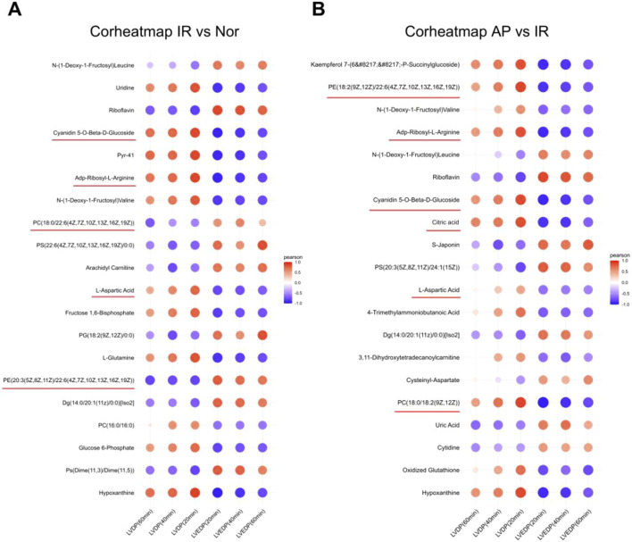 Heatmap of correlation analysis between selected metabolites and cardiac function in experimental rats. (A) Correlation analysis between metabolites and cardiac function in I/R vs Nor groups (n = 8 per group). (B) Correlation analysis between metabolites and cardiac function in AP vs I/R groups (n = 8 per group). The color represents the Pearson correlation coefficient.