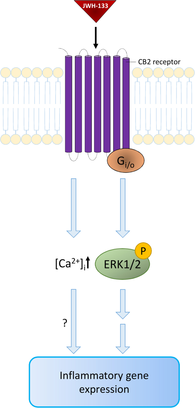 Suggested pathways activated by JWH-133 in ARPE-19 cells. JWH-133 activates the CB2 receptor, which leads to higher intracellular calcium levels and the phosphorylation of ERK1/2. MAPK signalling and possibly augmenting effects of calcium lead to an activation of RPE cell inflammation.