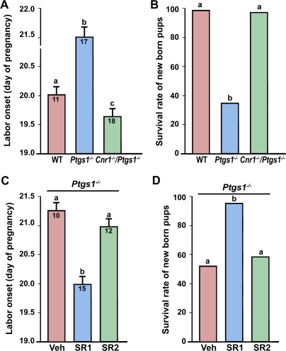 Loss of CB1 overrides delayed parturition that occurs in Ptgs1−/− mice.(A & B) The onset of parturition and survival rate of newborn pups in mice missing both Cnr1 and Ptgs1 are substantially improved in contrast to delayed parturition in Ptgs1−/− mice. (C & D) Parturition defects were largely restored in pregnant Ptgs1−/− mice receiving a CB1-selective antagonist SR141716 (SR1), but not a CB2-selective antagonist SR144528 (SR2), on days 14–18. Numbers within the bars indicate number of mice examined in panels A and C. The bars with different letters are significantly different (P<0.01).