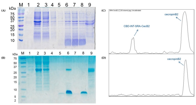 Purification of pTWIN1-CBD-INT- SRA-CecB2 in (A) SDS-PAGE—Lane M: marker (kDa), Lane 1: pellet, Lane 2: supernatant, Lane 3: flow through, Lane 4: cleavage buffer washing, Lane 5: elution 1, Lane 6: 10x elution 1, Lane 7: 10x elution 2, Lane 8: 10x elution 3, and Lane 9: striping; (B) Tricine-SDS-PAGE—Lane M: marker (kDa), Lane 1: pellet, Lane 2: supernatant, Lane 3: flow through, Lane 4: washing, Lane 5: elution, Lane 6: 20x elution, Lane 7: elution via reloading, Lane 8: 20x of Lane 7, and Lane 9: striping; (C) purity analysis of Lane 6; and (D) Lane 8 via ImageJ scanning.