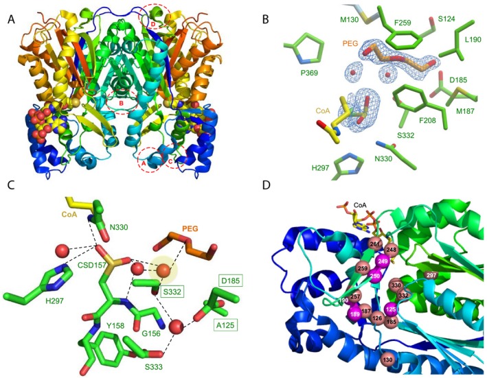 Crystal structure of TKS from Cannabis sativa. (A) Overall dimeric structure of TKS shown as a cartoon with CoA as atom coloured spheres. Dashed circles show the regions of deviation from the structure of STS. Regions: A = L65‐Q82; B = S124‐A133; C = R192‐L202 and D = D222‐I230. (B) Active site of TKS, showing density corresponding to oxidized C157, water molecules and polyethylene glycol (PEG). The corresponding omit electron density is shown contoured at 1σ as a blue mesh for the bound PEG ligand, associated waters and the oxidized C157. (C) Hydrogen‐bonding network of active site waters. Residues and ligands are shown as atom coloured sticks with green and orange/yellow carbons, respectively. The catalytic water is highlighted in yellow, and the three equivalent residues in STS important for the aldol switch are boxed. (D) Location of the residues targeted for mutagenesis in TKS. Spheres in salmon were all mutated to alanine (S126, M130, D185, M187, I248, H297, N330, S332, L257, F259 and L261), while magenta residues underwent site‐specific mutagenesis (A125T, C189V, L190T, G249D, G250A). CoA is shown as atom coloured sticks with yellow carbons.