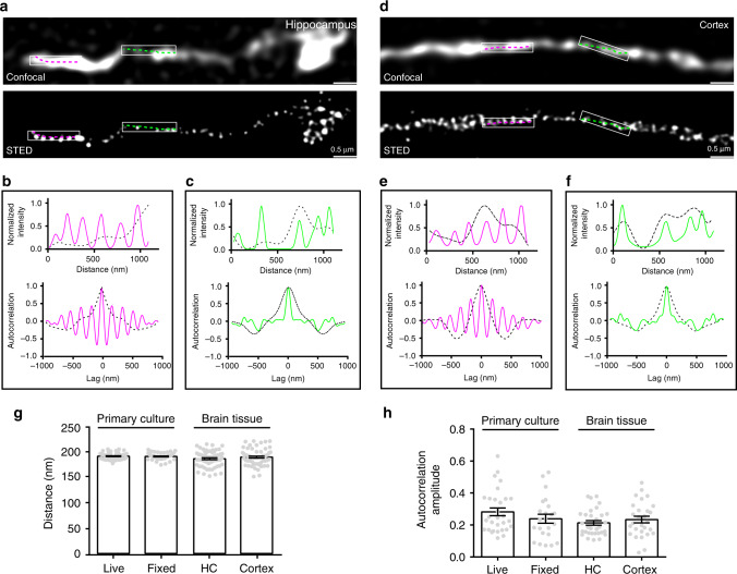 Periodic hotspots of CB1 of varying strength in axons from brain tissue.a Representative confocal and corresponding STED images of CB1 in the hippocampus of mature C57 mice. N = 3 biological replicates. b, c Intensity plotted along the lines in the box regions (top graph). Autocorrelation analysis for the confocal and STED images (bottom graph). d–f Similar to (a–c), but in the cortex region of mature C57 mice. N = 3 biological replicates. g Histogram of CB1 spacing in different samples, live and fixed hippocampal neurons, brain tissue of the hippocampus (HC) and cortex. Data are mean ± s.e.m. (N = 3 biological replicates; 70–120 axonal regions were examined per condition). p = 0.09, (no significance), one-way ANOVA. Actual spacing (from left to right), 192 ± 0.8 nm, 192 ± 0.8 nm, 187 ± 2 nm, 190 ± 2 nm. h Amplitude of the average autocorrelation functions calculated from randomly selected axon segments in different samples. p = 0.13 (no significance), one-way ANOVA. Actual autocorrelation amplitude (from left to right), 0.28 ± 0.02, 0.24 ± 0.03, 0.21 ± 0.01, 0.23 ± 0.02. Data in (g, h) are mean ± s.e.m. (N = 3 biological replicates; 70–120 axonal regions were examined per condition). Source data are provided as a Source Data file.