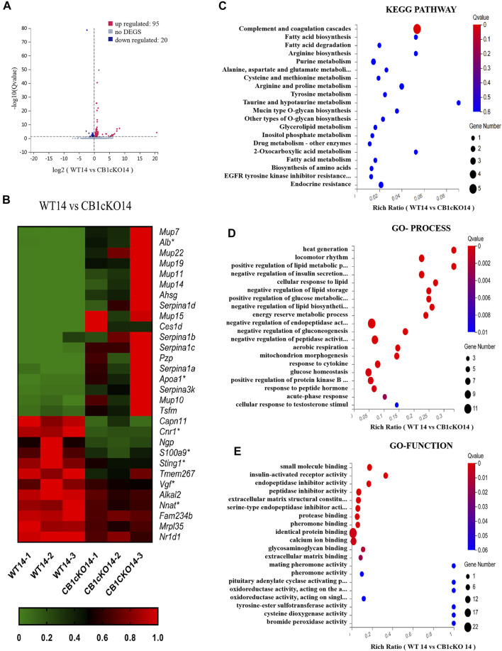 Transcriptomic changes and functional analysis of dorsal root ganglion (DRG) in early CB1 knockdown of peripheral sensory neurons (WT14 vs. CB1cKO14). (A) Volcano plot indicated the upregulated and downregulated differentially expressed genes (DEGs) in the early phase of CB1 knockdown. (B) Heatmap of the top 20 upregulated and downregulated DEGs in the early phase of CB1 knockout. *This gene is related to pain. #This gene is related to inflammation. (C–E) Kyoto Encyclopedia of Genes and Genomes (KEGG) (C), Gene Ontology (GO)-biological processes (D), and GO-molecular function (E) enrichment analysis of the DEGs in the early phase of CB1 knockout.