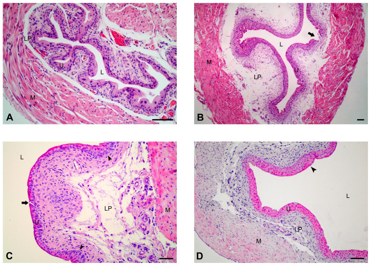 Representative histological micrographs showing the urothelium in urinary bladders from all experimental groups of mice. (A) In the bladder of a control mouse, the bladder lumen is lined by a three-layered urothelium. (B) Extensive and deep injury to the basal lamina is present (arrow) in the urothelium of a CYP-treated mouse. (C) The urothelium is hyperplastic (arrowheads) in some areas, with minor but deep injury (arrow), and clearly visible enlarged intercellular spaces between urothelial cells (arrowheads) in the bladder of a CYP + veh-treated mouse. (D) In the bladder of a CYP + CBD-treated mouse, the urothelium is mostly three-layered with occasional hyperplastic regions (arrowheads) and no injuries. L—lumen, U—urothelium, LP—lamina propria, M—muscle layer. H&E staining. Scale bars: (A,C,D) 50 µm; (B) 100 µm.