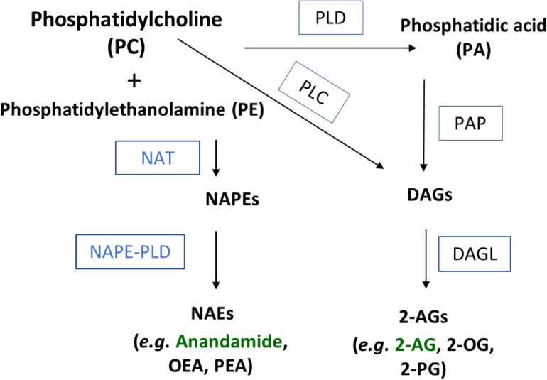 Schematic of NAE and 2-acyl glycerol biosynthesis through a phosphatidylcholine (PC) precursor. Substrates and products in bold black. Enzymes abbreviated in boxes. NAT, N-acyl transferase; PLD, phospholipase D; PLC, phospholipase C; PA, phosphatidic acid; NAPE, N-acyl phosphatidylethanolamine; PAP, phosphatidic acid phosphohydrolase; DAG, diacylglycerol; DAGL, diacylglycerol lipase.
