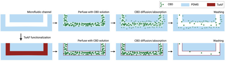 Schematic depiction of CBD diffusion and absorption into PDMS-based microfluidic chip system. When microfluidic channel is passivated with poly [4,5-difluoro-2,2-bis(trifluoromethyl)-1,3-dioxole-co-tetrafluoroethylene] (Teflon™ AF 2400), the absorption of CBD into PDMS is reduced. TeAF: Teflon™ AF 2400. Created using BioRender.com (accessed on 1 August 2022).