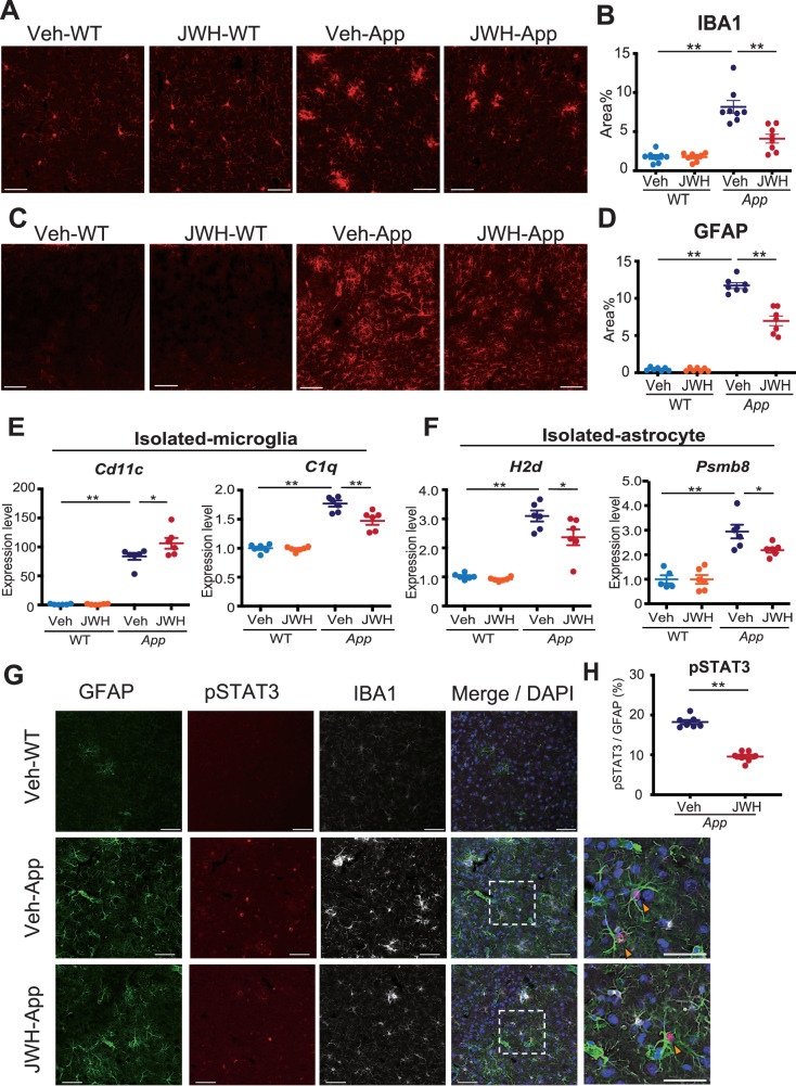 Chronic oral administration of JWH 133 ameliorates neuroinflammation in AppNL-G-F/NL-G-F mice.A–D Representative immunofluorescent images demonstrating the expression of IBA1 (red, A) or GFAP (red, C) in the cerebral cortices of Veh-/JWH 133-administered WT (left panels) and AppNL-G-F/NL-G-F mice (right panels) at 12 months old. Scale bars: 50 μm. Percentages of the area immunopositive for IBA1 (B) or GFAP (D) are quantified. Values are presented as means ± SEM (B and D). [n = 7–8. Seven sections per mouse were quantified.] *p < 0.05 and **p < 0.01 (two-way ANOVA) (B and D). E Expression levels of mRNAs in microglia isolated from JWH 133-administered WT and AppNL-G-F/NL-G-F mice determined using quantitative PCR. Relative expression levels of DAM marker (Cd11c) and complementary marker (C1q) are plotted as the mean ± SEM. [Veh-WT (n = 6), JWH 133-WT (n = 6), Veh-AppNL-G-F/NL-G-F (n = 6), and JWH 133- AppNL-G-F/NL-G-F (n = 6)]. *p < 0.05 and **p < 0.01 (two-way ANOVA). F Expression levels of mRNAs in astrocytes isolated from JWH 133-administered WT and AppNL-G-F/NL-G-F mice determined using quantitative PCR. Relative expression levels of reactive astrocytic markers (H2d and Psmb8) are plotted as means ± SEM. [Veh-WT (n = 5-6), JWH 133-WT (n = 6), Veh-AppNL-G-F/NL-G-F (n = 6), and JWH 133-AppNL-G-F/NL-G-F (n = 6)]. *p < 0.05 and **p < 0.01 (two-way ANOVA). G, H Representative immunofluorescence images demonstrating the expression of GFAP (green), pSTAT3 (red), or IBA1 (white) in the cerebral cortices of Veh-WT (top panels), Veh-AppNL-G-F/NL-G-F mice (middle panels) and JWH 133-AppNL-G-F/NL-G-F mice (bottom panels). Arrowheads indicate pSTAT3- and GFAP-positive astrocytes (dashed rectangle areas have been magnified in the far right panels). Scale bars: 50 μm (magnified images) and 25 μm (others) (G). Percentages of pSTAT3 / GFAP cells are quantified. Values are presented as means ± SEM. [n = 7. Seven sections per mouse were quantified.] *p < 0.05 (Student’s t-test) (H).