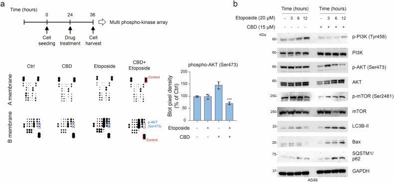 Effect of combination treatment with CBD and etoposide on the PI3K–AKT–mTOR pathway.a A diagram of the experimental schedule for A549 cells treated with CBD (15 μM), etoposide (20 μM) and their combination (merge) at 24 h for the multiphospho-kinase array. Left: representative images (membranes A and B) show a selected region of the phospho-kinase array. Right: a box plot shows the pixel density of phospho-AKT. Statistical significance is indicated (versus Ctrl, ***P < 0.001; Student’s t-test). b Western blot analysis of phospho-PI3K (Tyr458), PI3K, phospho-AKT (Ser473), AKT, phospho-mTOR (Ser2481), mTOR, LC3B, Bax and SQSTM1/p62, normalized to GAPDH.