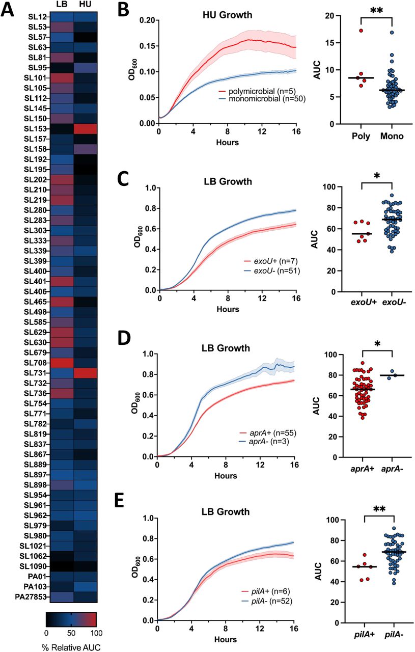 Virulence genes and polymicrobial infection influence growth of P. aeruginosa.(A) Growth of P. aeruginosa clinical isolates and type strains PAO1, PA103, and PA2785316 in LB Broth (LB) and filter-sterilized pooled human urine (HU) displayed in a heatmap of normalized area under the curve (AUC) (n=3-5). (B-E) Growth curves are displayed as OD600 over time. The data are an average of all strains with ± SEM shaded. The dot plot shows the average AUC for each strain with a solid black line to indicate median. (B) Growth in human urine of clinical isolates from polymicrobial (red) vs monomicrobial (blue) UTIs. Growth in LB of clinical isolates (C) with exoU (red) versus without exoU (blue), (D) with pilA (red) versus without pilA (blue), and (E) with aprA (red) versus without aprA (blue). Statistical significance was determined via Mann-Whitney U test (*P<0.05, **P<0.005).