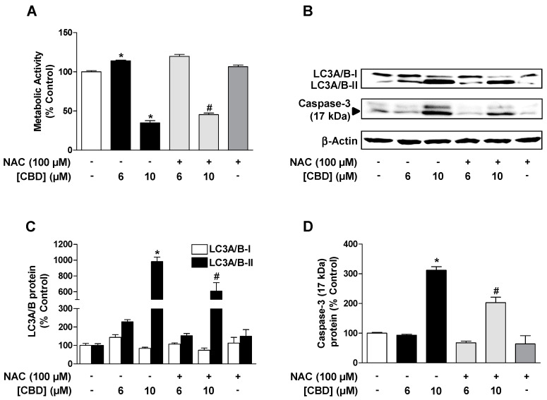 ROS mediate the CBD (10 µM)-induced reduction of metabolic activity as well as the increase of autophagy and induction of apoptosis in HUVEC. Effect of N-acetyl-L-cysteine (NAC) on CBD effects on viability (A), LC3A/B-I/II expression (B,C), and caspase-3 cleavage (B,D) in HUVEC. Cells were pre-incubated with 100 µM NAC for 30 min and then further co-incubated with CBD for another 24 h. Expression values were normalized to β-actin. Percent control represents comparison with vehicle-treated cells (100%) in the absence of test substance. Values are means ± SEM of n = 4 (A) or n = 3 (C,D). The values for blots were determined by densitometric analysis. Representative blots are shown in (B). * p < 0.05 vs. corresponding vehicle control, # p < 0.05 vs. corresponding CBD-treated group; one-way ANOVA with Bonferroni´s post hoc test.
