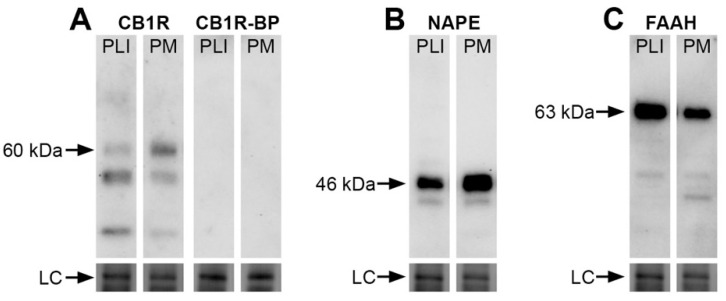 Presence of CB1R, NAPE-PLD or FAAH in the pulvinar of the vervet monkey. A Western blot analysis of the total protein samples of the inferior + lateral (PI + PL) and medial (PM) pulvinar subdivisions for the CB1R antibody (A) show the detection of the expected major protein band at 60 kDa. The band was not detected when the antibody was pre-incubated with its corresponding CB1R blocking peptide (BP) at the ratio of 1:10. For the NAPE-PLD antibody, the expected band is seen at 46 kDa (B). For the FAAH antibody, the expected band is seen at 63 kDa (C). All lanes contained 10 µg of total protein. The loading controls (LC) showing total protein content are displayed at the bottom of the lanes. CB1R: cannabinoid receptor type 1; FAAH: fatty acid amide hydrolase; NAPE-PLD: N-acyl phosphatidylethanolamine phospholipase D; PLI: lateral and inferior pulvinar; PM: medial pulvinar.