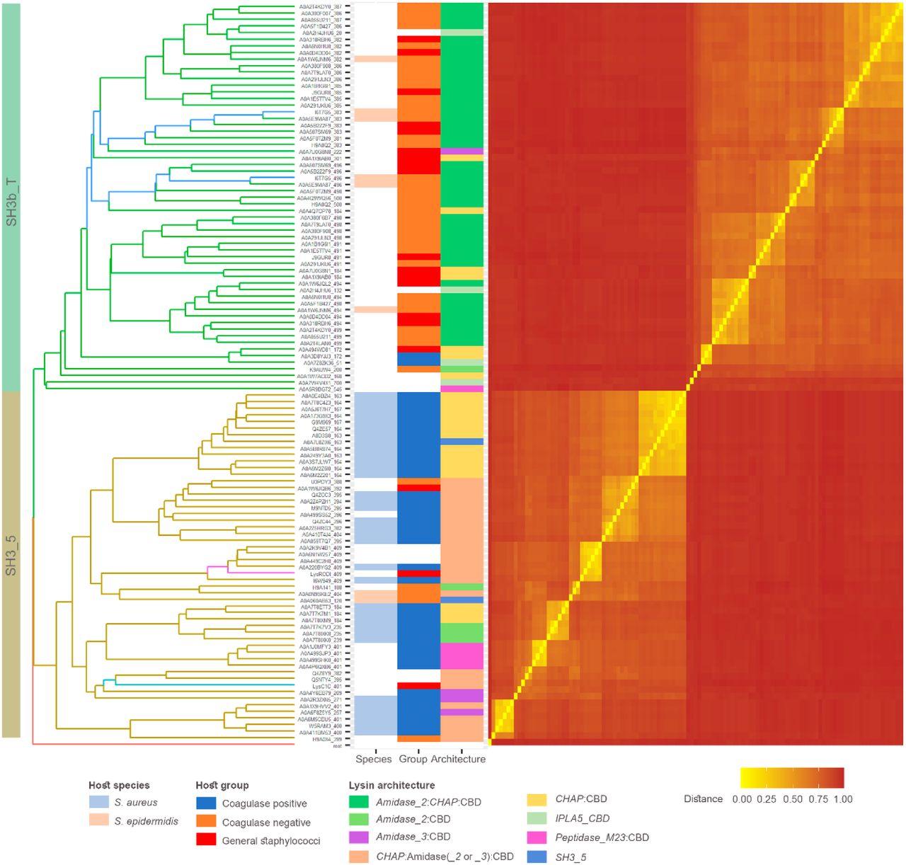 Sequence similarity analysis of a set of CBD sequences from either SH3_5 or SH3b_T family. Branches of the UPGMA tree (left) based on the distance matrix (right) obtained from the MSA of the sequences are colored according to the CBD family, except those belonging to the endolysins of interest described in Figure 1, which are shown in a different color (IPLA5_CBD1 and IPLA5_CBD2 in dark blue, LysC1C in cyan, LysRODI in magenta). Tip labels are unique identifiers of each CBD comprising the UniProt accession number of the source protein plus the starting coordinate of the CBD delineation. Metadata associated to each CBD sequence is shown in the colored columns next to the tree.