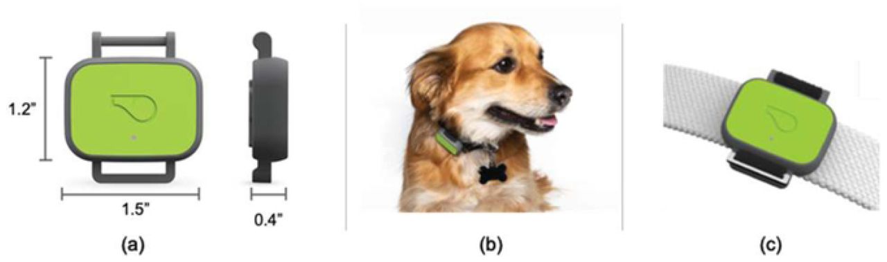 Activity monitors used in this study.Most data in this study were acquired from Whistle FIT® activity monitors. Device dimensions are shown in (a), and a device in use is shown in (b). The device often rotates to different positions around each dog’s collar. The device can attach to most dog collars up to 1” (25 mm). Attachment detail is shown in (c). The two other devices used this study (the Whistle 3® and the Whistle GO®) are larger and heavier.