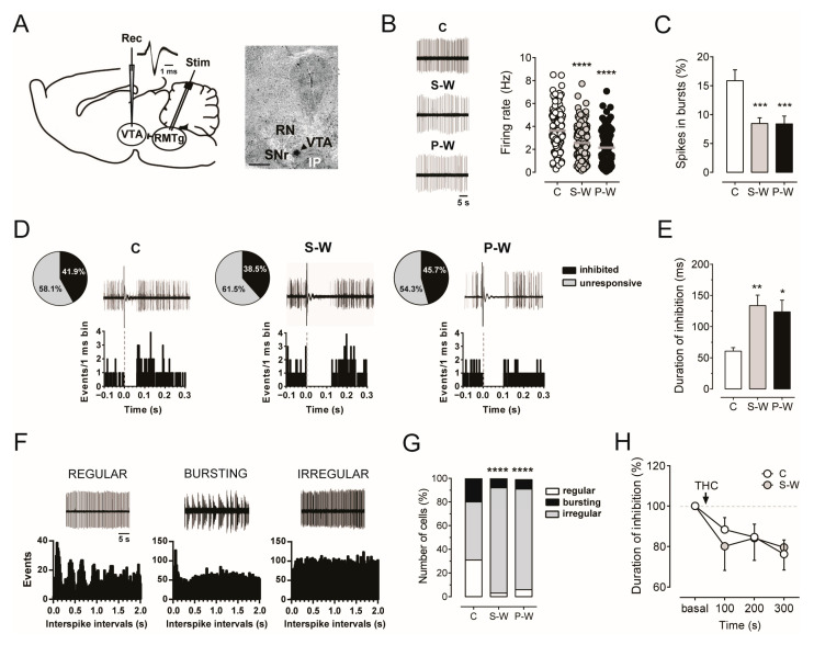(A) On the left, schematic experimental protocol for in vivo electrophysiology recordings within the VTA (rec) and electrical stimulation of the RMTg (stim). Trace showing typical dopamine neuron action potential waveforms. On the right, recording site marked by the PSB dye (arrowhead) in a brain slice. Abbreviations: RN, red nucleus; IP, interpeduncular nucleus; SNr, substantia nigra pars reticulata; PBP, parabrachial pigmented nuclei. (B) Representative extracellular recordings of putative dopamine neurons in the VTA for each experimental group (left). Graphs showing the mean firing rate (right) and (C) the mean bursting activity (C, n = 13 rats, 125 cells; S-W, n = 15 rats, 167 cells; P-W, n = 11 rats, 109 cells). (D) Pie charts illustrating the percentages of inhibited (black) or unresponsive (grey) dopamine neurons following stimulation of the RMTg. Traces acquired from a digital oscilloscope [top] and PSTH of the same cell [bottom] showing that the duration of inhibition is increased in dopamine neurons from S-W (126 ms) and P-W (102 ms) rats when compared with controls (61 ms). (E) The bar graph represents the mean inhibitory response to RMTg stimulation in VTA dopamine cells from C (n = 49), S-W (n = 62), and P-W (n = 48) rats. The complete suppression of discharge activity in S-W and P-W rats was significantly longer than in C animals. (F) Representative extracellular recordings and relative autocorrelograms of regularly, bursting, and irregularly firing cells. (G) The bar graph shows that the number of irregularly firing neurons in S-W and P-W rats was increased. (H) Time course of acute THC’s effect on RMTg-induced inhibition of VTA dopamine neurons in C (n = 10) and S-W (n = 8) groups. The decrease in the duration of inhibition is reduced when compared to the baseline prior THC administration in both C and S-W rats. Data are expressed as mean or percentage of baseline ± SEM. One-way or two-way ANOVA for repeated measures followed by Dunnett test, Sidak test, or chi-square test when appropriate. **** p < 0.0001, *** p < 0.001, ** p < 0.01, * p < 0.05.