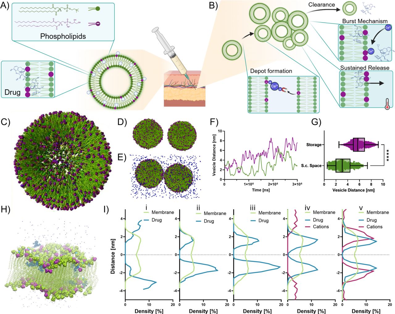 Design and trigger-responsive concept of the thermoresponsive in situ forming liposomal depot (TILD) system. (A) Liposomal composition and drug encapsulation (B) Depot formation and drug release concept induced by physiological triggers. Molecular dynamics simulations of conceptual liposomal drug delivery (C) Coarse grained simulation of liposomal vesicle (D) Snapshot of two liposomes of the TILD system in simulated storage conditions with a notable distance between the vesicles. (E) Snapshot of said liposomes within a simulated subcutaneous (s.c.) space. Demonstration of divalent cations facilitating bridges between the two vesicles, pulling them closer together and aggregating while maintaining their vesicle shape. (F) Quantification of the distances between the vesicles at different simulation conditions, demonstrating aggregation driven by divalent cations. (G) Scatter plot representing average distance between vesicles over simulation time (after 1 µs of equilibration). (H) Simulation snapshot of liposome membrane, with all-atom resolution, within an approximated s.c. environment in the presence of divalent cations illustrating the position of drug molecules (blue) within the membrane composed of HSPC lipids (green), DOPG lipids (green tails, purple heads), and physiological NaCl. (I) Density along z-axis of membrane, drug molecules and physiological cations during consecutive simulations illustrating position and movement of molecule groups within the simulation box. i. start of drug loading (65 °C); ii. Drug incorporated into membrane iii. Cool down to storage temperature (4 °C); iv. Warm up to body temperature and exposure to simulated s.c. space; v. After exposition and surface associated drug release.