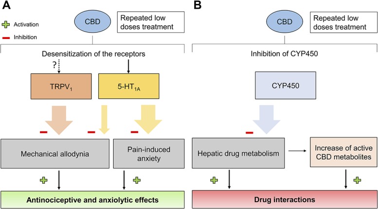 (A) Cannabidiol repeated treatment induces an antinociceptive and anxiolytic effect through action on TRPV1 and 5-HT1A receptors. The “?” represents a mechanism of action that was not demonstrated in this specific study. (B) Although not mentioned in this study, CBD treatment could hypothetically lead to an increase in drug interactions and active drug metabolites when coadministered with other compounds. The large coloured arrows represent a complete effect, whereas the thinner coloured arrows represent a partial effect.