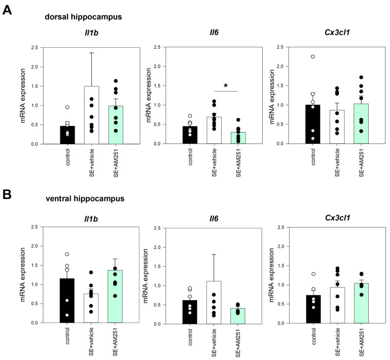 Il1b, Cx3cl1, and Il6 mRNA expression in the dorsal (A) and ventral (B) hippocampus 5 months after SE in rats with no SE (control), vehicle-treated treated rats (SE + vehicle), and AM251-treated rats (SE + AM251). Data are presented as mean ± SEM; dots represent individual values for each rat. *—statistically significant differences at p < 0.05, ANOVA, post hoc.