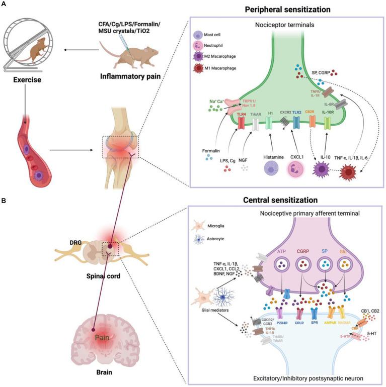 (A) Peripheral sensitization. During inflammation, tissue-resident and recruited immune cells secrete molecular mediators that act on the peripheral nerve terminals of nociceptor neurons, producing pain sensitization. Activation of nociceptor also releases SP and CGRP involved in neurogenic inflammation production. Exercise decreases the nociceptive hypersensitivity response and modulates pro-inflammatory cytokine levels. In addition, exercise achieves anti-inflammatory pain relief by modulating the balance of M1 and M2 macrophages in the immune system. (B) Central sensitization. During nerve injury or chronic pain, nociceptor neurons express inflammatory mediators and release them into the spinal cord, including ATP, CGRP, SP, and Glu. Activated microglia produce TNF-α, IL-1β, CXCL1, CCL2, BDNF, NGF. These inflammatory mediators modulate excitatory and inhibitory synaptic transmission, leading to central sensitization and chronic pain state is enhanced. However, exercise downregulates pro-inflammatory factors and produces anti-inflammatory factors such as IL-10, 5-HT, CB, opioids, which normalize neuroinflammation, synaptic plasticity and abnormal chronic pain.