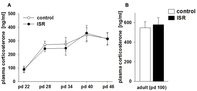 Comparison of blood corticosterone levels in adolescent (A) and adult (B) females of the adequate (control) and the ISR condition. Baseline corticosterone levels in rats of both rearing conditions did not differ over the course of adolescence between the two rearing conditions. Data are indicated as means ± SEM (control/ISR: n = 8 each).