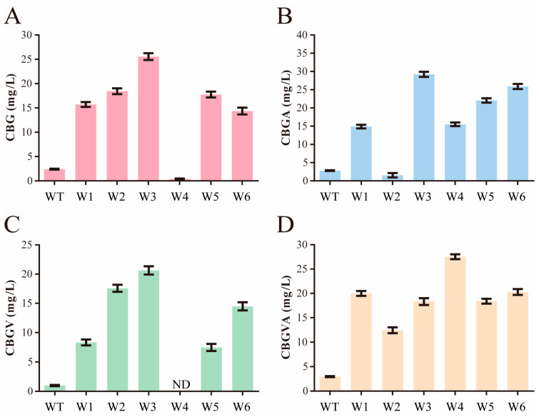 Selection of NphB mutants for the augmented biosynthesis of diverse cannabinoids. (A) CBG production by the wild-type and mutant strains. (B) CBGA production by the wild-type and mutant strains. (C) CBGV production by the wild-type and mutant strains. (D) CBGVA production by the wild-type and mutant strains. ND signifies not detected. The error bars represent standard deviation. Measurements were conducted in triplicate. Red represents the synthesis data of CBG, blue represents the synthesis data of CBGA, green represents the synthesis data of CBGV, and yellow represents the synthesis data of CBGVA.