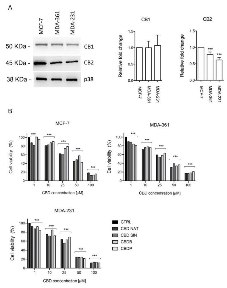 (A) Immunoblot analysis of CB1 and CB2 receptors in MCF-7, MDA-MB-361 and MDA-MB-231 breast cancer cell lines, p38 was used as a loading control. Densitometric quantification of the band intensity was normalized to p38 levels using ImageJ. p-value *** < 0.001 by t-test. Effect of cannabinoid treatment on cell viability: (B) MCF-7, MDA-MB-361 and MDA-MB-231 cells. All the cell lines were treated with different concentrations of nat CBD, syn CBD, CBDB and CBDP for 24 h; the cell viability was measured using the MTT assay. Values are the mean ± SD. *** p < 0.0001 compared with controls.