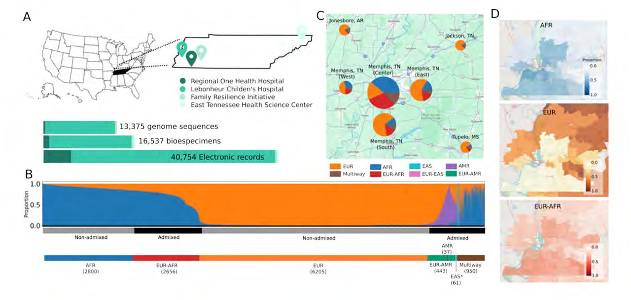 Geographic distribution and global ancestry deconvolution of individuals from the BIG initiative -(A) Overview of data collected across four sites in Tennessee, US. (B) Global ancestry deconvolution of 13,152 sequenced individuals, based on RFMix [39] and using reference populations in the 1000 Genomes and HGDP data sets. Each vertical bar represents one individual, colors are proportional to inferred ancestry. For further analyses, individuals were grouped based on the ancestry proportions in seven categories (colored bar, number of individuals per category in parentheses), and classified as admixed or not (black and gray bar) as described in the text. (C) Proportion of individuals corresponding to each ancestry stratified by the zip code. Some colors might not be visible, see supplementary Fig 3 or table for details (D) Prevalence of ancestries by zip code - EUR: European; AFR: African; EAS: East-Asian; AMR: Indigenous-American.