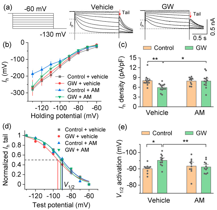Activation of the CB2 receptor decreased HCN currents (Ih) in SNc dopamine neurons. (a) Left, A hyperpolarizing voltage step protocol used to induce Ih. Right, representative Ih traces from SNc dopamine neurons following bath application of GW842166x (GW) or control. (b) I–V relationship of Ih recorded from different treatment groups. (c) Ih density was significantly decreased by bath application of GW compared to vehicle (** p = 0.007, n = 13 cells from 4 mice), and the GW-induced decrease in Ih density was blocked by AM pretreatment (* p = 0.012, n = 13 cells from 4 mice). (d) Ih activation curves generated by the tail current protocol in SNc dopamine neurons. (e) Bath application of GW led to a hyperpolarizing shift in the half-activation potential (V1/2) compared with control (* p = 0.011, n = 10–12 cells from 4 mice), and this shift was prevented by AM preincubation (** p = 0.001, n = 10–11 cells from 4 mice).
