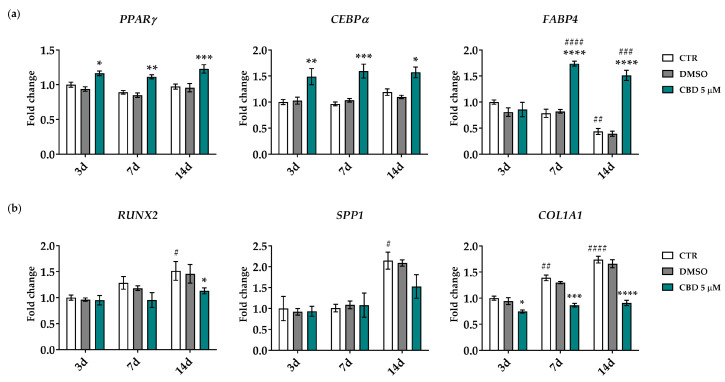 Gene expression analysis of adipogenic and osteogenic markers 3, 7 and 14 days from the beginning of the cannabidiol (CBD) treatment. Peroxisome proliferator-activated receptor gamma (PPARγ), CCAAT enhancer-binding protein alpha (CEBPα) and fatty acid-binding protein 4 (FABP4) adipogenic genes (a) and runt-related transcription factor 2 (RUNX2), secreted phosphoprotein 1 (SPP1) and collagen type I alpha 1 chain (COL1A1) osteogenic genes (b) were analyzed. (a,b) Data were normalized using three reference genes (TATA box binding protein-TBP, glyceraldehyde-3-phosphate dehydrogenase-GAPDH and hypoxanthine phosphoribosyltransferase 1-HPRT1); the normalized expression value of CTR after 3 days (white column, 3d) was set to 1, and all other gene expression values are reported relative to that sample. Data are reported as normalized fold change ± standard error of the mean (SEM); n = 3; * p < 0.05, ** p < 0.01, *** p < 0.001 and **** p < 0.0001: CBD-treated cells vs. CTR cells at the same experimental time points; # p < 0.05, ## p < 0.01, ### p < 0.001 and #### p < 0.0001: CTR and CBD-treated cells vs. corresponding samples on day 3. Statistical significance is not shown for DMSO-treated cells, while their behavior was similar to that of CTR cells.