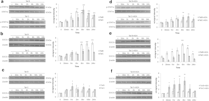 The STAT-SOCS feedback loop is regulated in a clade specific manner by AEA in activated Müller glia. Tat B and Tat C transfection affect STAT and SOCS in a differential manner. STAT levels are low when SOCS is high for both Tat variants, 8 hours onward (a, b). SOC-3 levels show negligible variation in either Tat variant, alone (c). AEA treatment lead to suppression of STAT levels for both variants (d). Exposure to AEA in Tat B cells lead to rise in SOCS-1 level, 30 min onward (e). Tat C + AEA treatment showed negligible effect on levels of SOCS-1 but increase in SOCS-3, 30 min onward (f). Normalized levels of phosphorylated STAT-1α, SOCS-1 and SOCS-3 are shown as mean ± S.E (n = 3). Representative blots shown. Representative blots were cropped. Full-length blots are presented in Supplementary Fig. S6. *p < 0.05, **p < 0.01,***p < 0.001 time points vs. 0 min.