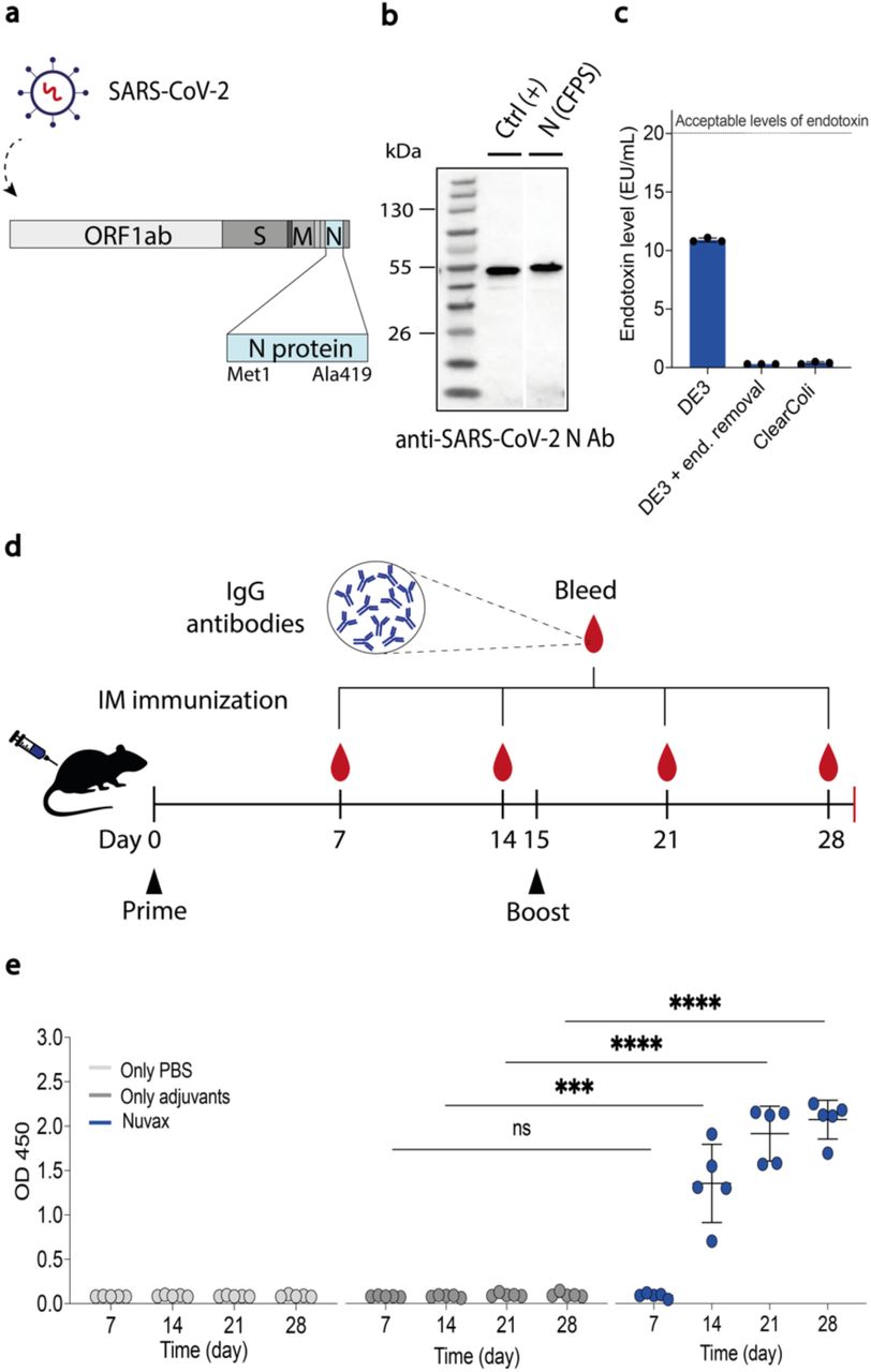 On-site cell-free production of Nuvax COVID-19 vaccine and induction of IgG response in mice.(a) Schematic of the SARS-CoV-2 genome; the coding sequence for the SARS-CoV-2 nucleocapsid protein was optimized for translation in CFPS and ultimately used for Nuvax formulation. (b) Western blot analysis of CFPS-produced SARS-CoV-2 nucleocapsid protein exhibiting a distinct band at the expected molecular weight (49 kDa). The SARS-CoV-2 nucleocapsid protein from SinoBiologicals, a commercially available recombinant protein, was used as a positive control (Ctrl +). N (CFPS) refers to the antigen expressed using in-house CFPS reactions. The molecular weight ladder (in kilodaltons) is shown on the left. Data shown are from one representative biological replicate out of three independent experiments. (c) Endotoxin levels in CFPS-produced SARS-CoV-2 nucleocapsid protein. Three different strategies were used for antigen expression: 1) cell-free lysates made from E. coli BL21(DE3); 2) cell-free lysates from E. coli BL21(DE3) followed by endotoxin removal; 3) cell-free lysates prepared from ClearColiTM BL21(DE3), an engineered E. coli strain used to express endotoxin-free recombinant proteins, making it ideal for expression of therapeutic products. The dashed line indicates the standard guidelines for subunit-based vaccine formulations (<20 EU/mL). Data are shown as mean ± SD, n = 3. (d) Immunization schedule, indicating prime, boost and bleed timepoints, for the CFPS-derived Nuvax. Intramuscular (IM) vaccination was administered on days 0 (prime) and 15 (boost), and blood was drawn on days 7, 14, 21, and 28 to evaluate for induction of IgG production. (e) Robust neutralizing antibody response following Nuvax administration alongside group controls. Analysis was performed using ELISA and measured at OD 450 nm using a conventional plate reader. The data are presented as the mean ± SD for each group, with individual data points shown (control group that received only PBS, n = 5; control group that received only adjuvants, n = 5; Nuvax group, n = 5). Statistical differences were determined by two-way ANOVA with Tukey’s post hoc multiple comparisons test: ns p > 0.05, * p < 0.05, ** p < 0.01, *** p < 0.001, **** p < 0.0001. Abbreviations are: ns, not significantly different; Ctrl, control; N, nucleocapsid; End, endotoxin; Ab, antibody; IM, intramuscular; CFPS, cell-free protein synthesis.