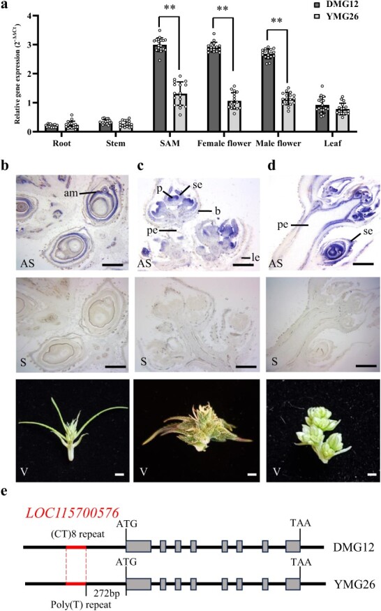 Identification of CsMIKC1. a Transcript levels of CsMIKC1 in different tissues in DMG12 and YMG26. The RNA samples were collected 1 week after anthesis from different plant tissues, including root, stem, SAM, female flower, male flower, and leaf. Transcript levels of CsMIKC1 were determined by qRT–PCR. The transcript value was calculated with the 2–ΔΔCT method. We used a two-tailed unpaired Student’s t test to evaluate the mean transcript level between two alleles. Primers can be found in Supplementary Data Table S1. The bars in (a) indicate the standard error. **P < 0.001. b–d In situ hybridization to detect the expression patterns of CsMIKC1 in SAM (b), female flower (c), and male flower (d) with antisense CsMIKC1 probe (AS). Control hybridization used the sense probe (S). Plant tissues are shown (V). b, bract; p, pistil; am, apical meristems; pe, peduncle; se, sepal; le, leaf. The experiments were repeated more than three times with similar results. Scale bars represent 100 μm. e Allelic variation among the DMG12 and YMG26 CsMIKC1 alleles.