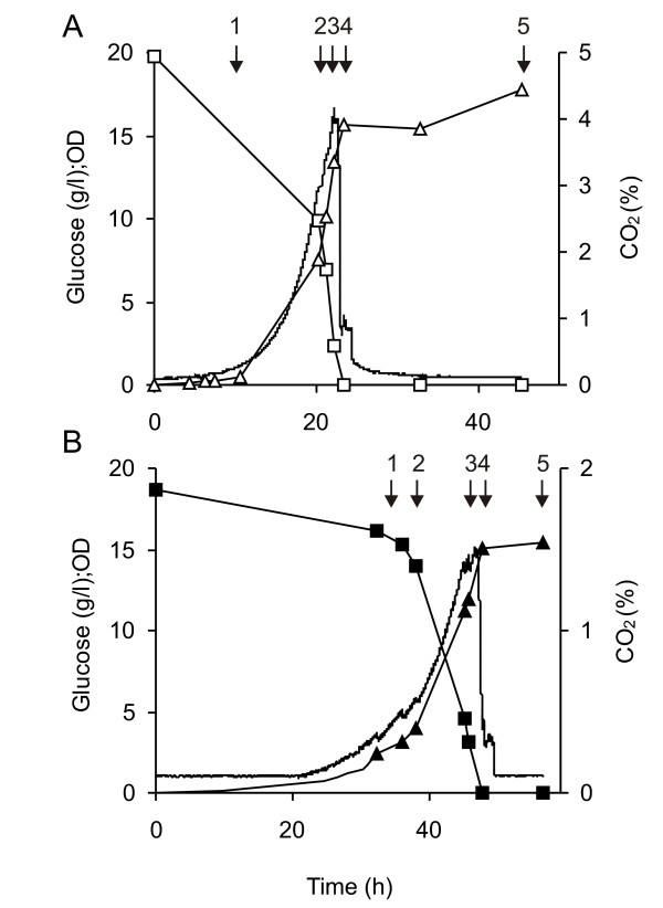 Culture profiles for TM6* transformants grown aerobically on 2 % glucose. Cells were cultured at (A) 30°C, pH 5 and (B) 20°C, pH 5. Glucose concentration (squares), OD610 (triangles) and CO2 level (no symbol) versus time is shown for growth under these conditions. The sampling points are indicated with an arrow, and each sample is also given a number for ease of identification.